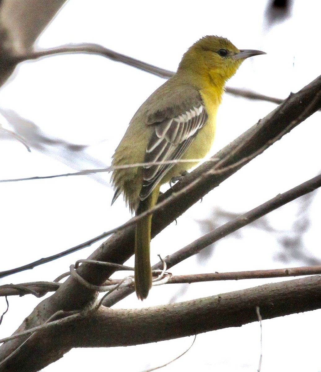 Hooded Oriole - ML615444179