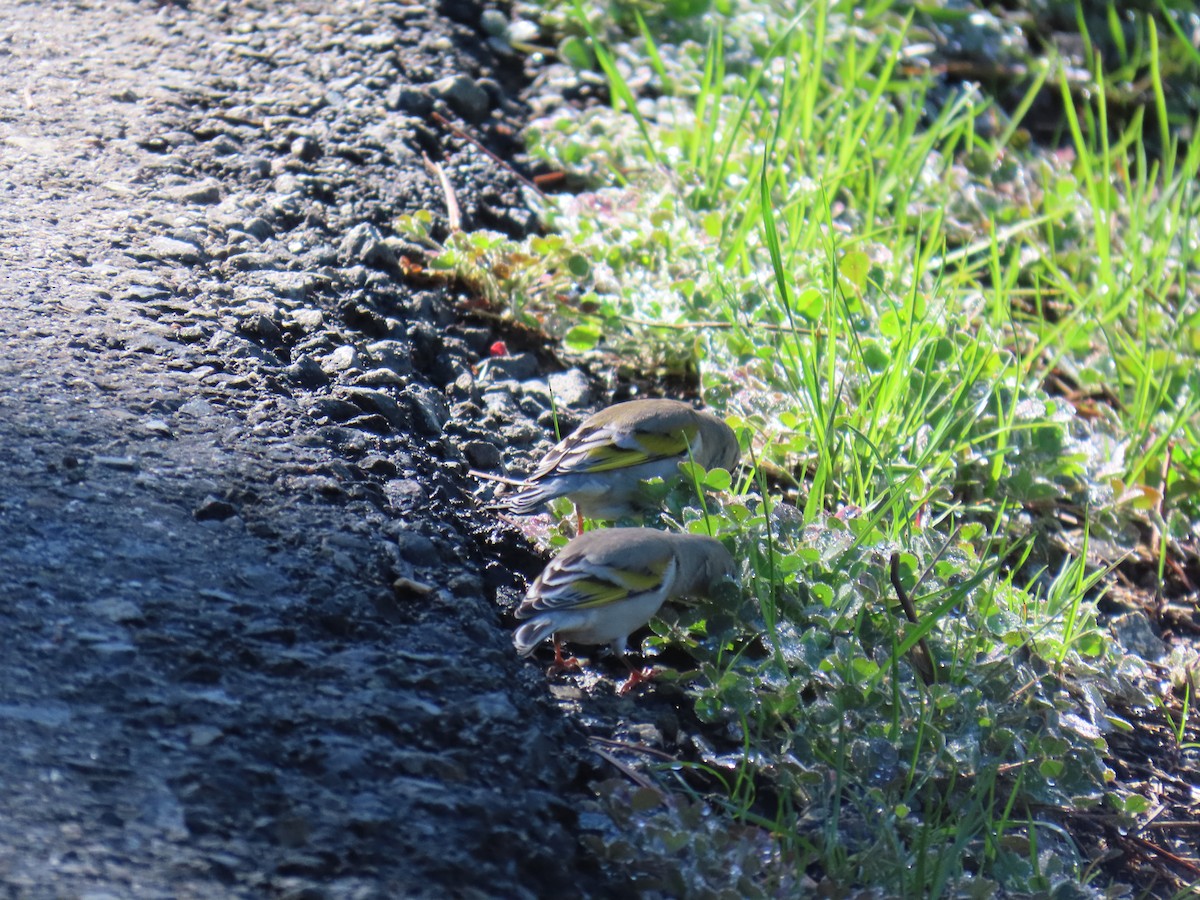Lawrence's Goldfinch - ML615444197