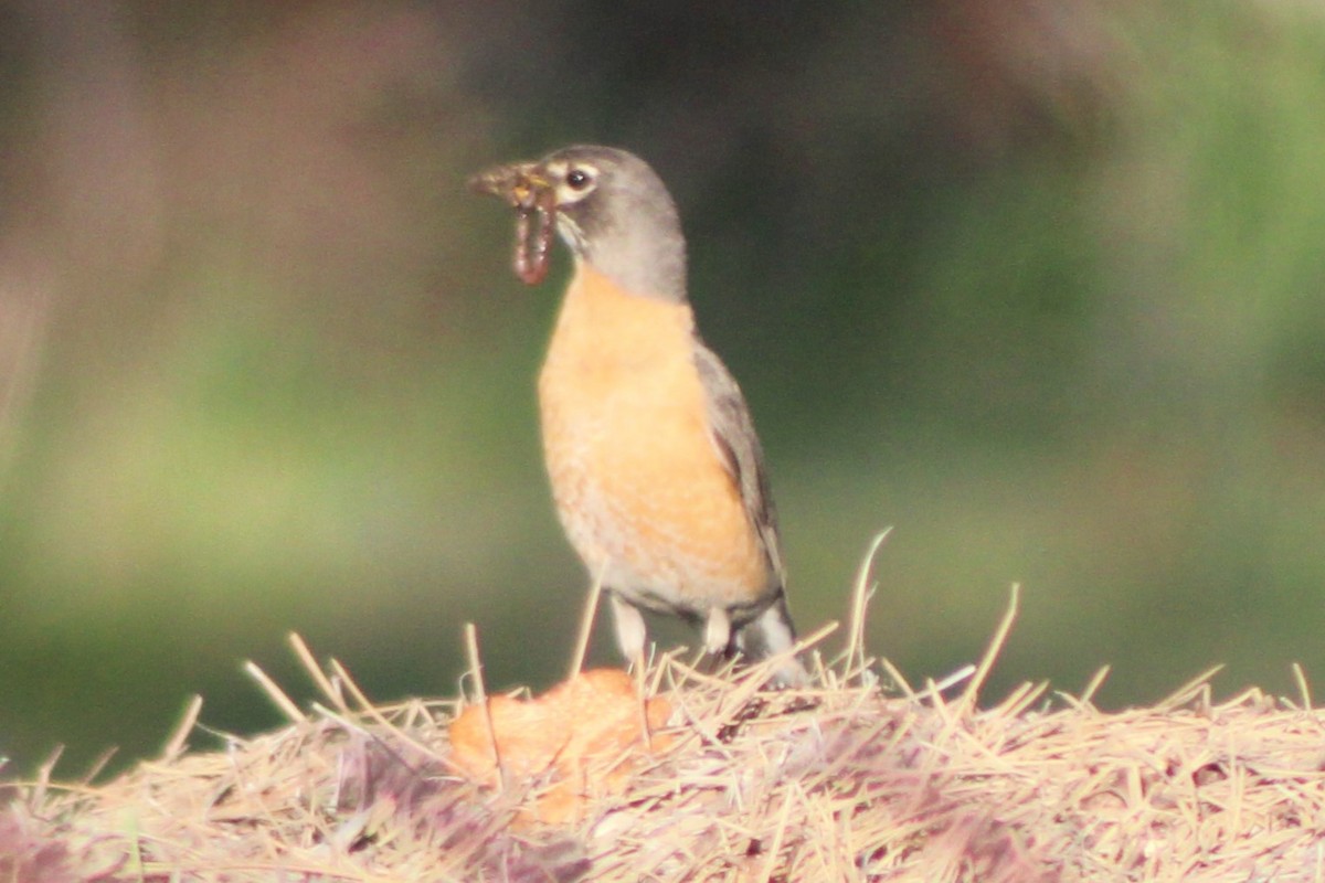 American Robin - ML615444210