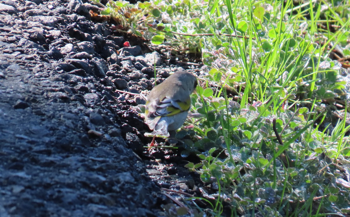 Lawrence's Goldfinch - ML615444213