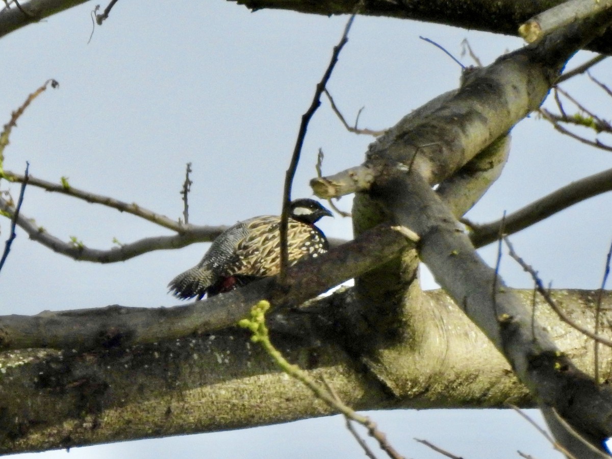 Black Francolin (Eastern) - ML615444300