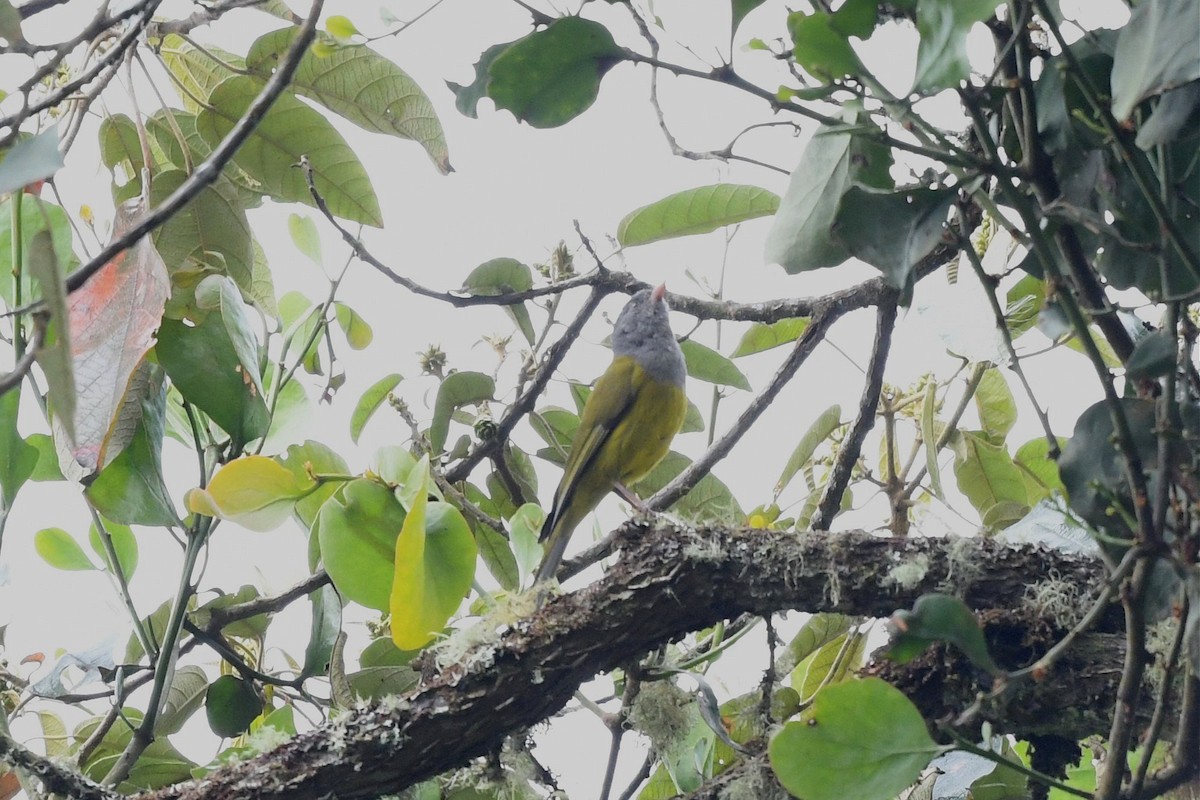 Gray-hooded Bush Tanager - Jerry Chen