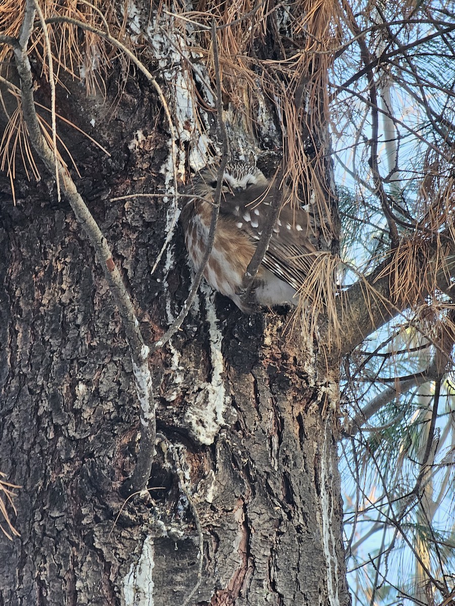 Northern Saw-whet Owl - ML615444364