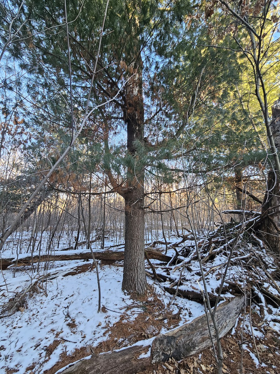 Сич північний - ML615444367