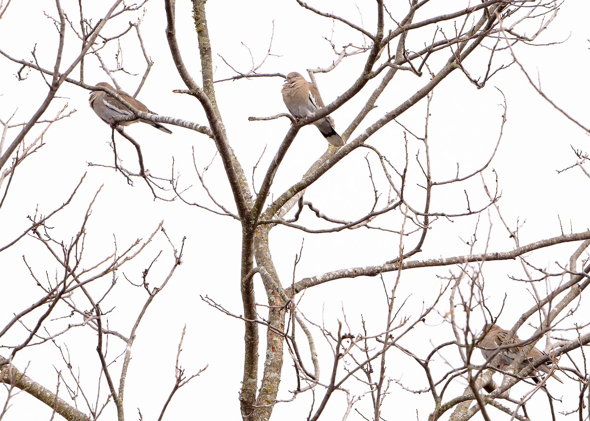 White-winged Dove - Charles Mills