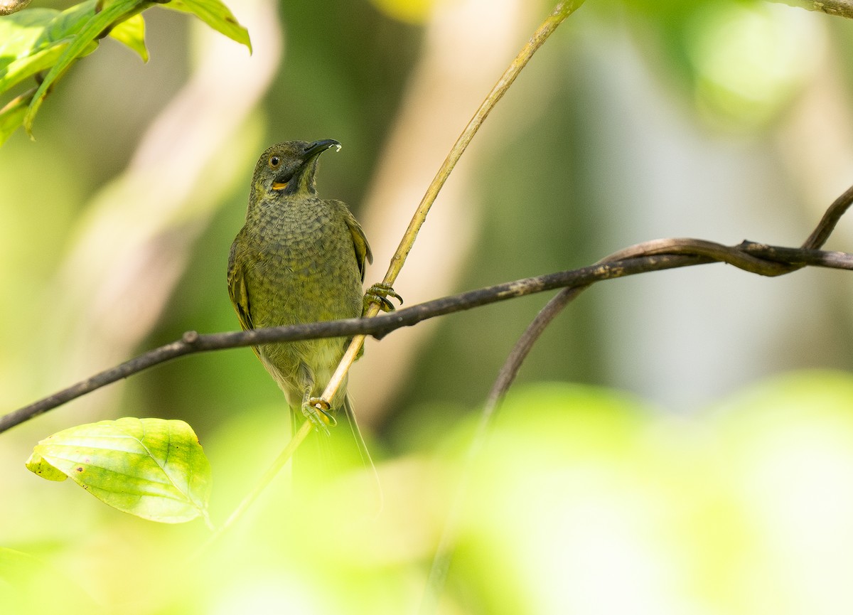 Western Wattled-Honeyeater - ML615444473