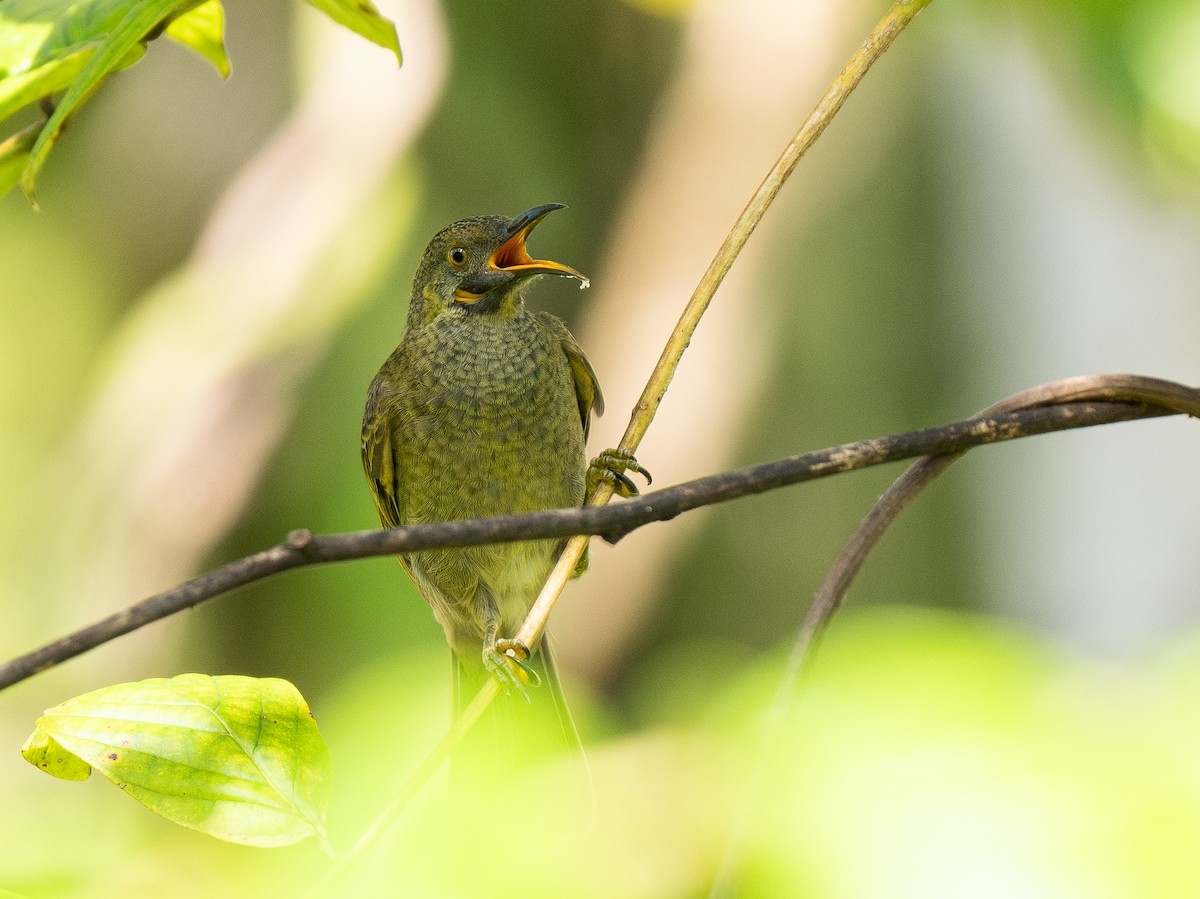 Western Wattled-Honeyeater - ML615444474