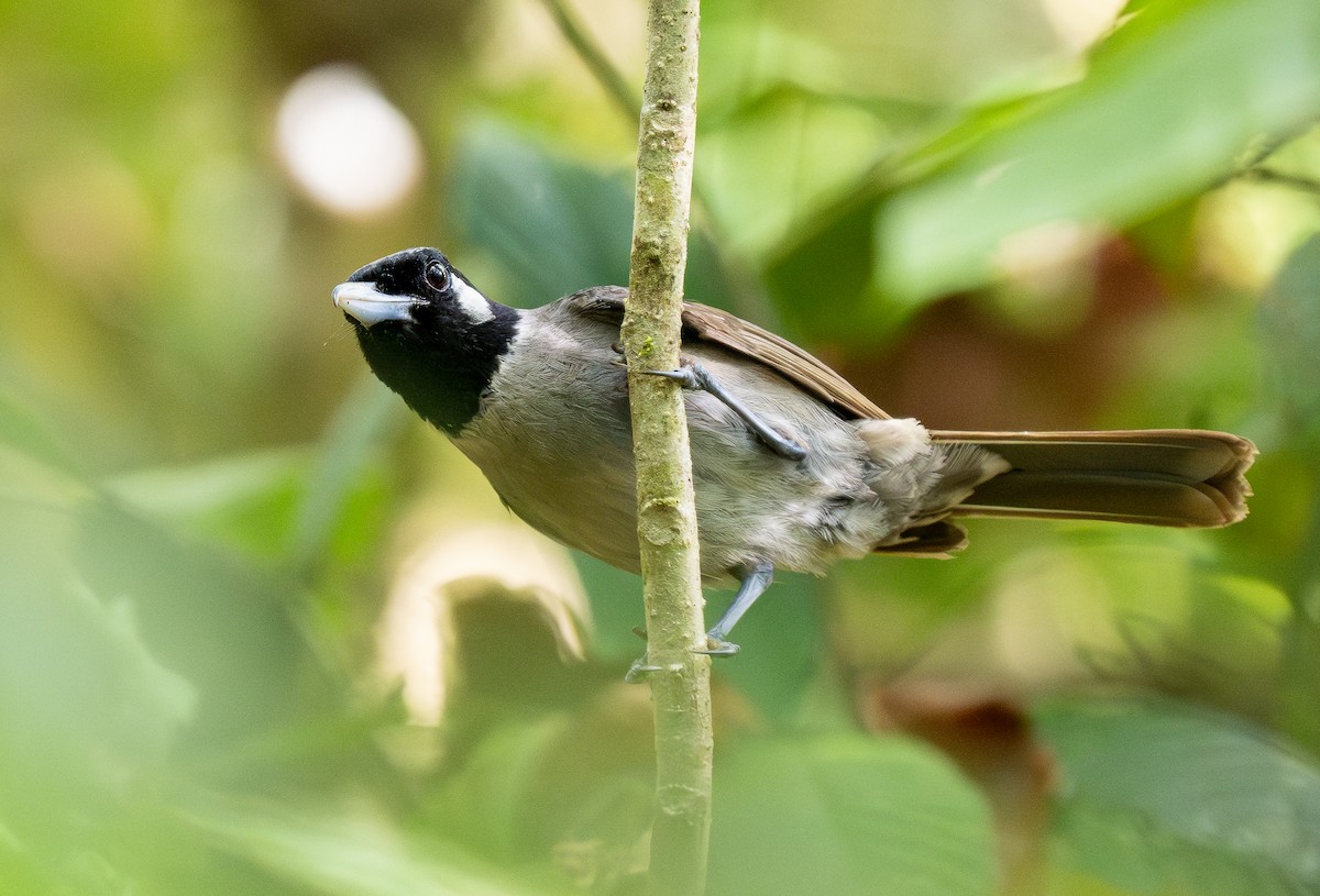 Black-throated Shrikebill - ML615444492