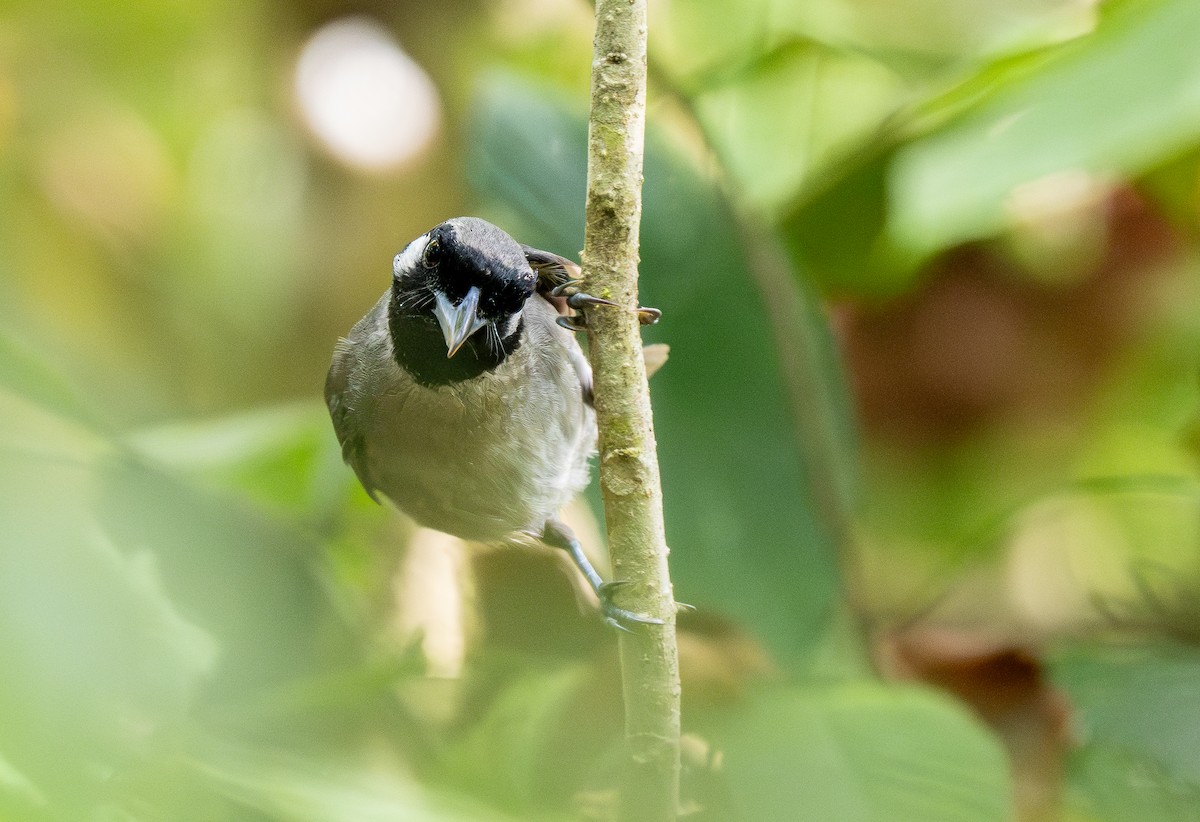 Black-throated Shrikebill - ML615444494