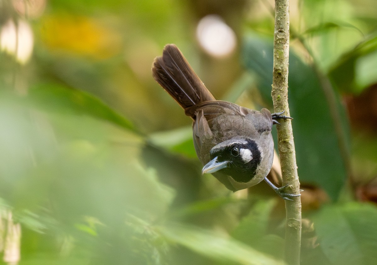 Black-throated Shrikebill - ML615444496