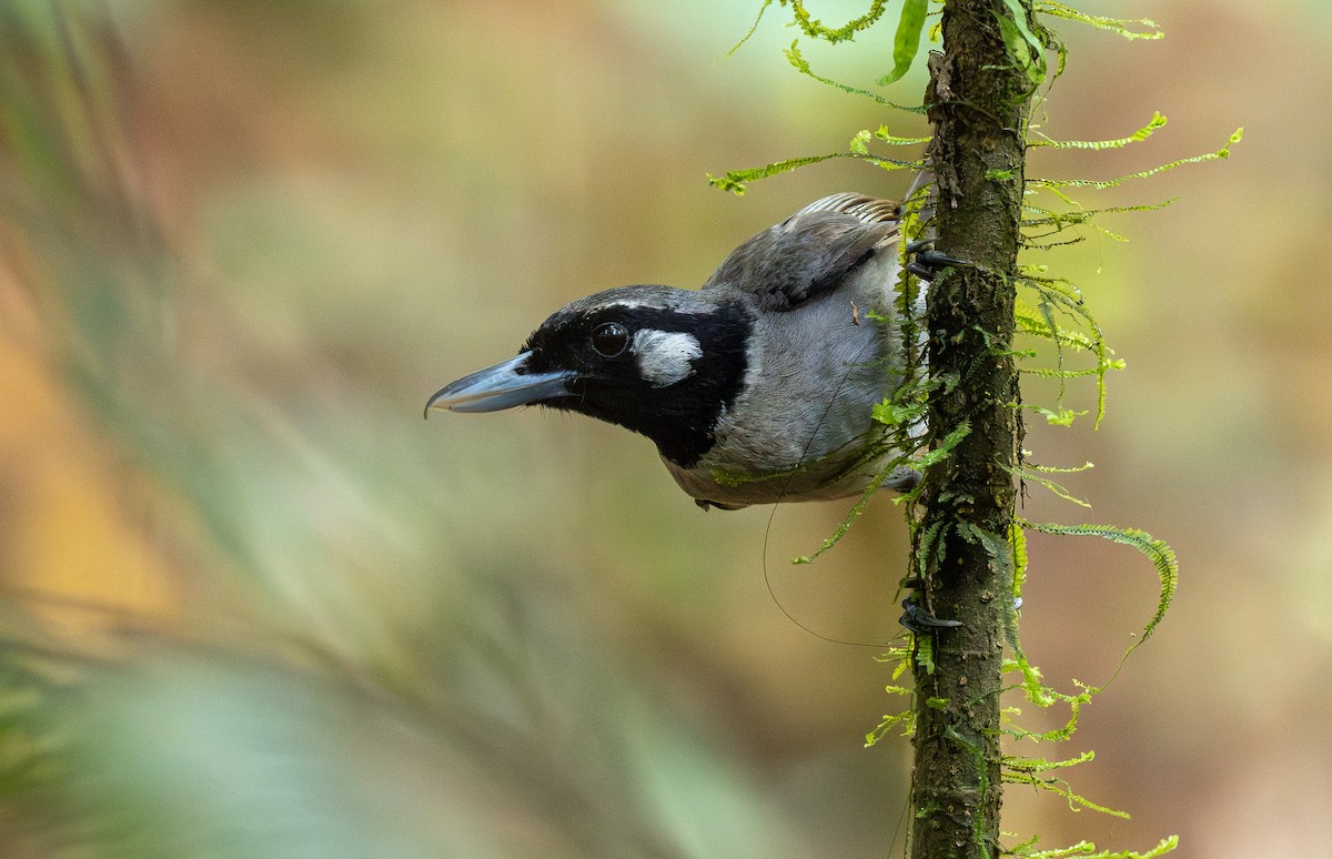 Black-throated Shrikebill - ML615444497