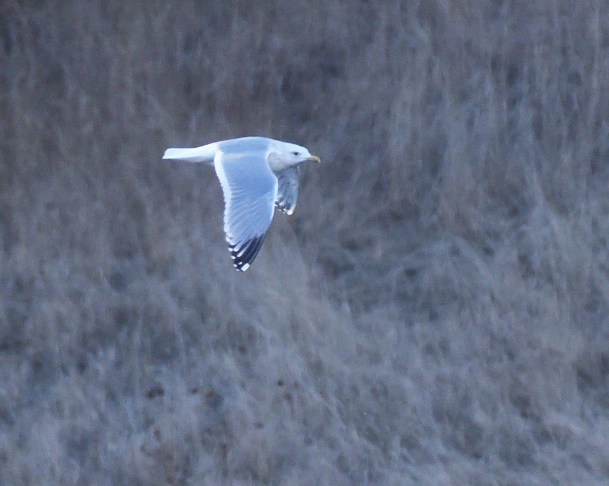 Iceland Gull (Thayer's) - Steven Mlodinow