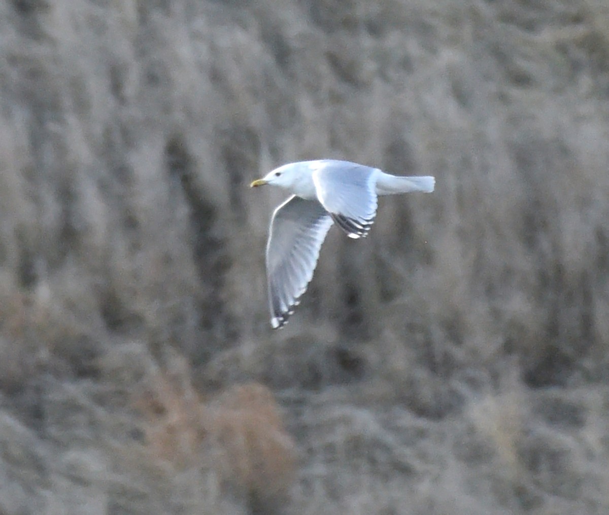 Iceland Gull (Thayer's) - Steven Mlodinow