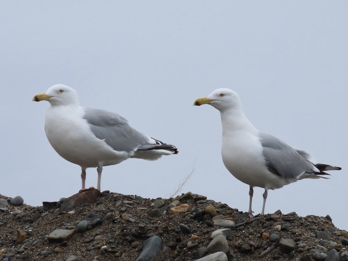 Herring Gull - ML615444571