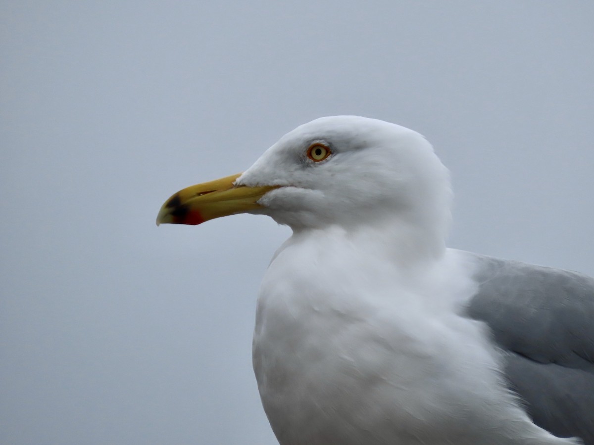 Herring Gull - ML615444573