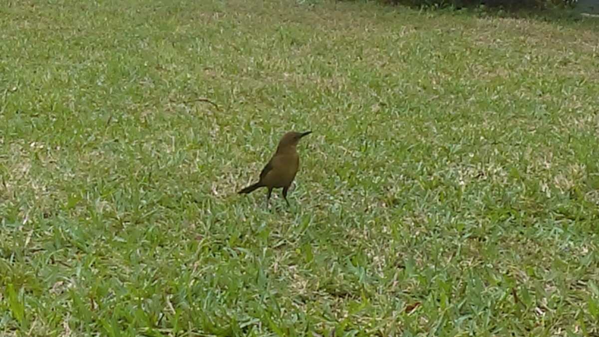 Boat-tailed Grackle - ML615444575