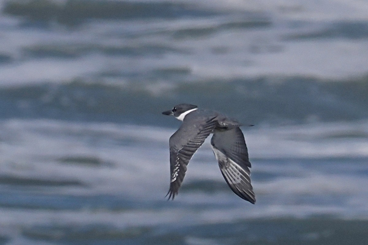 Belted Kingfisher - Donna Pomeroy