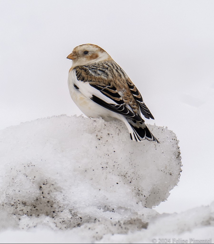 Snow Bunting - ML615444655