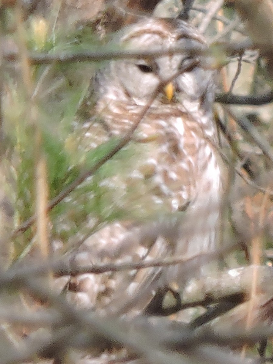 Barred Owl - ML615444661