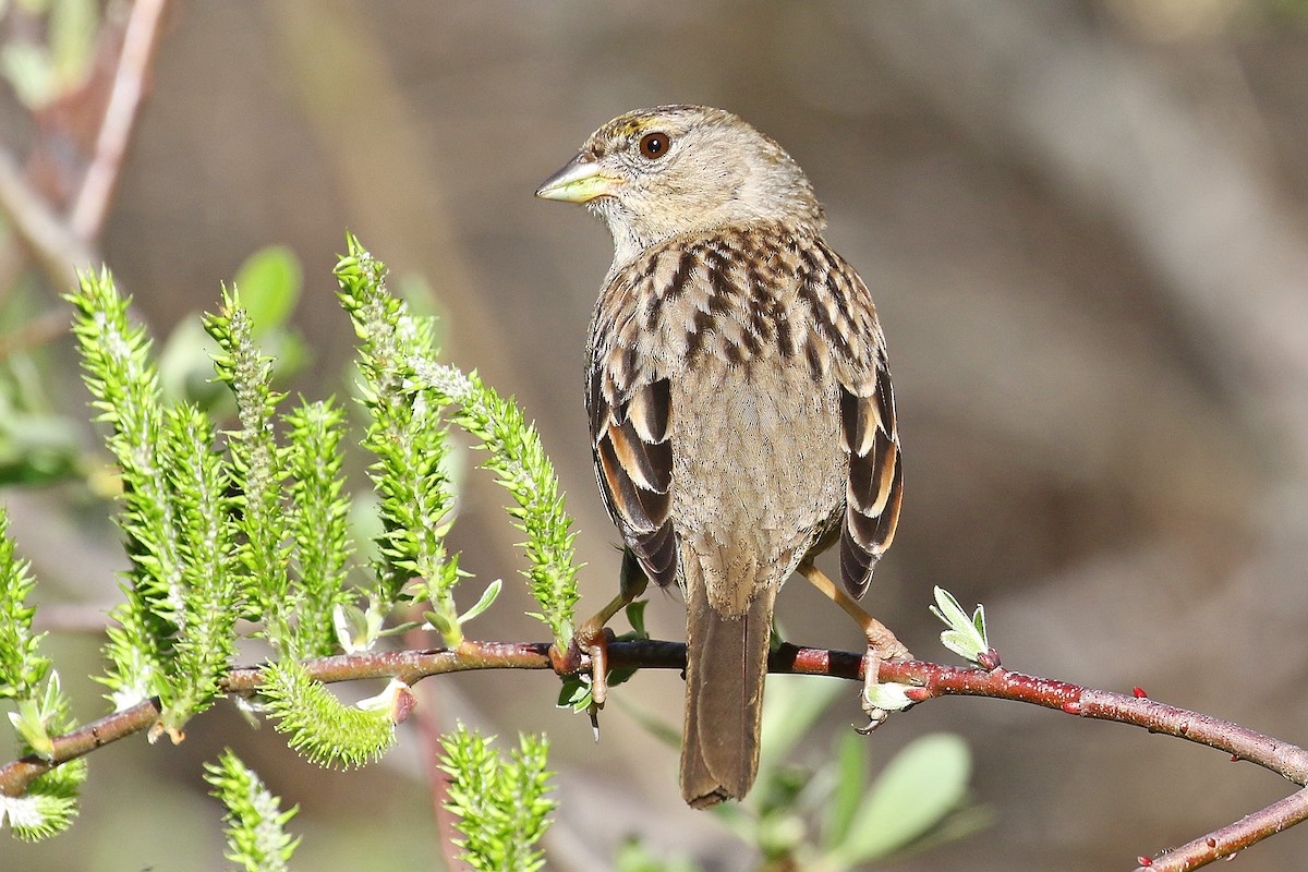 Golden-crowned Sparrow - ML615444662