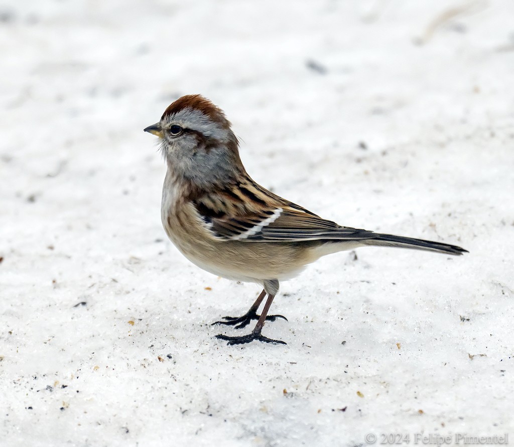 American Tree Sparrow - Felipe Pimentel