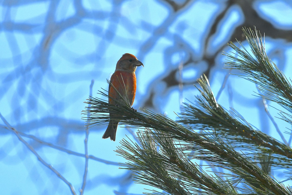 White-winged Crossbill - ML615444691