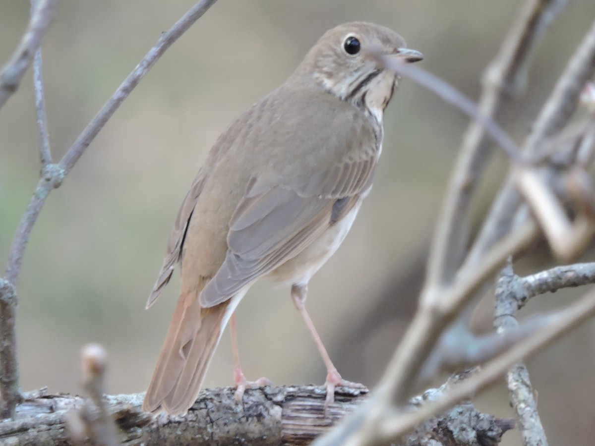 Hermit Thrush - ML615444696
