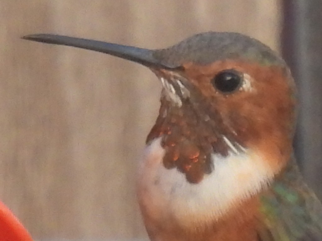Allen's Hummingbird - Marie Asscherick