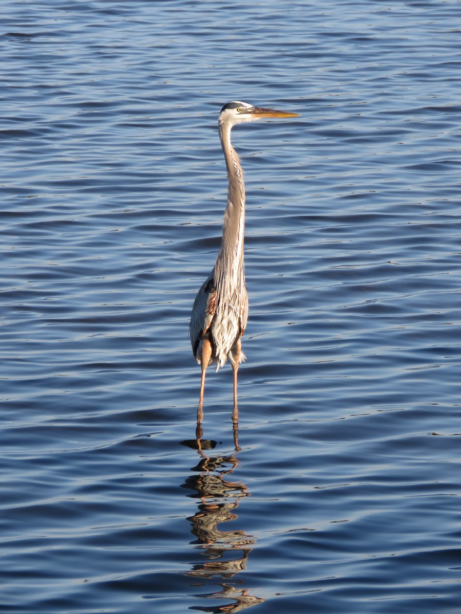 Great Blue Heron - ML615444754