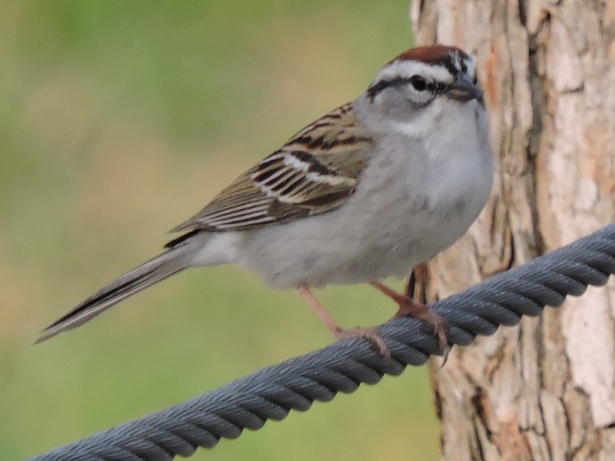 Chipping Sparrow - ML615444765