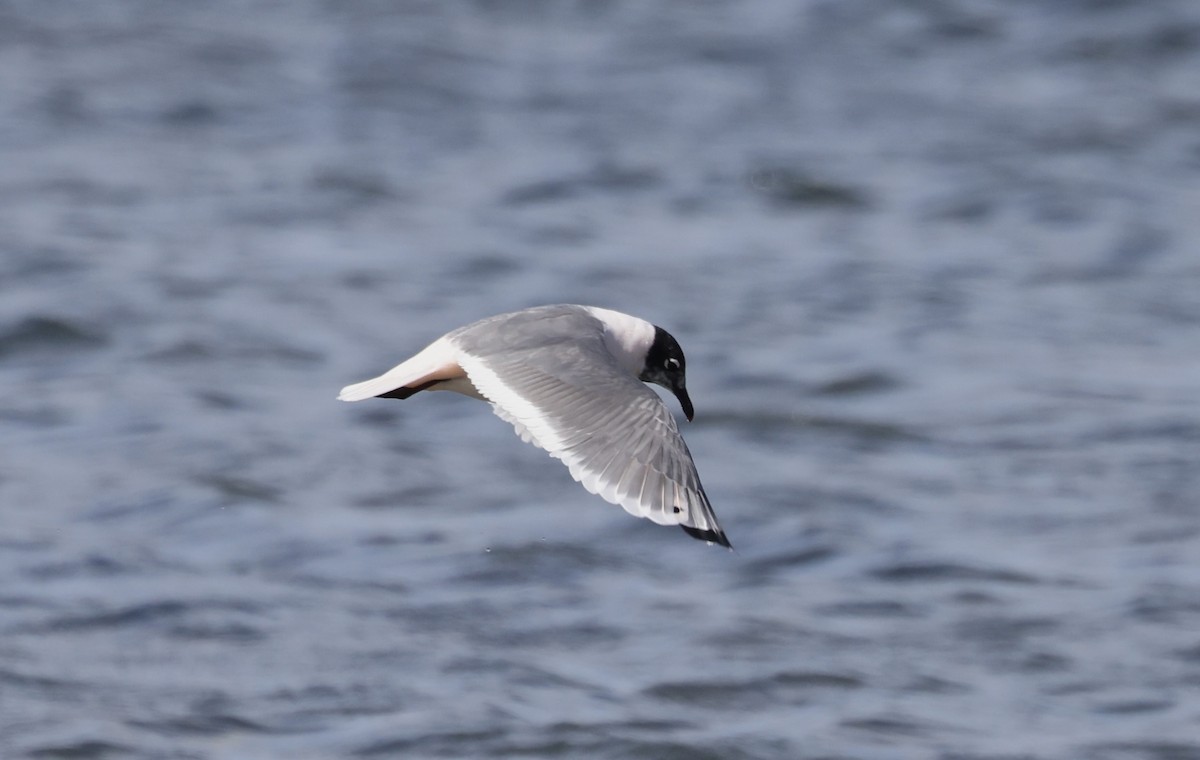 Franklin's Gull - Anne Bielamowicz