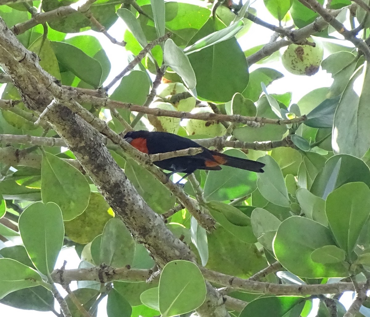 Puerto Rican Bullfinch - ML615444788