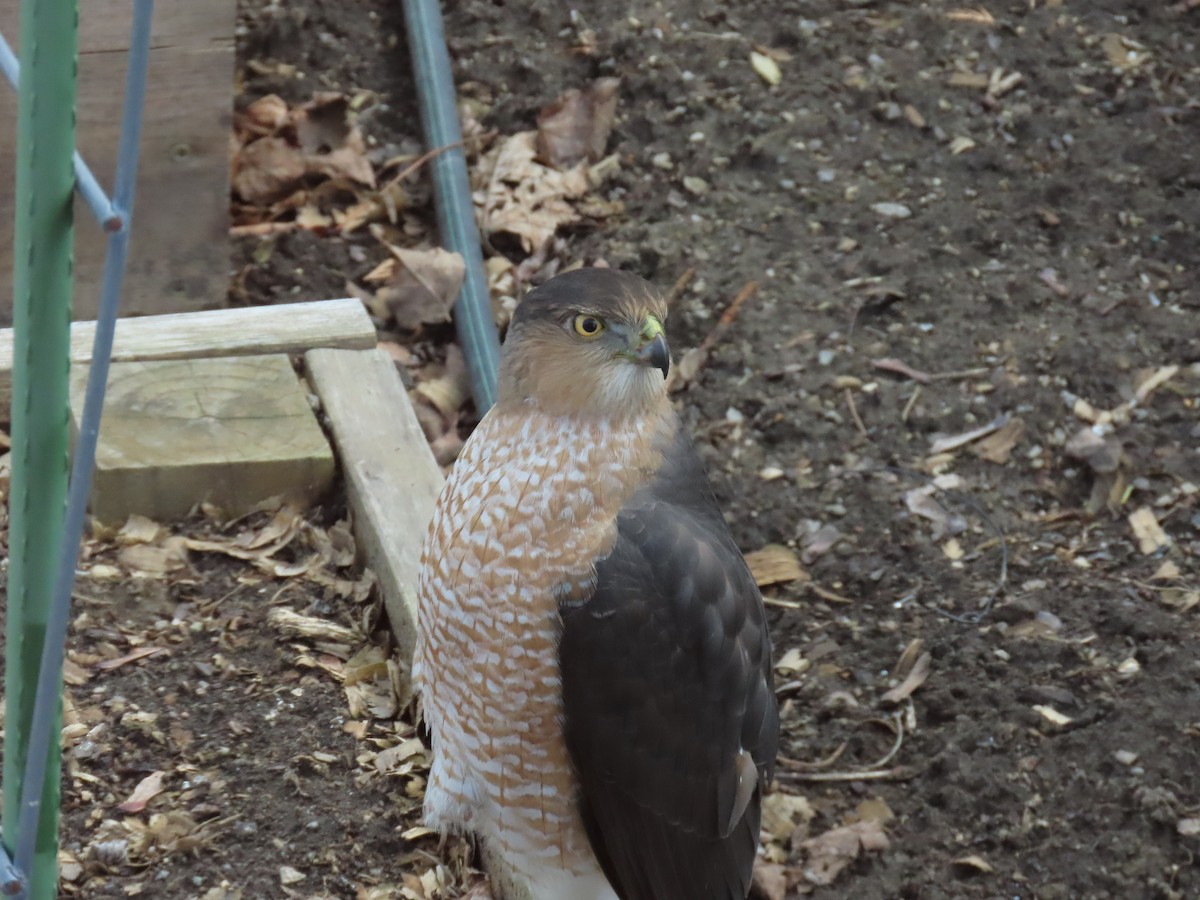 Cooper's Hawk - ML615444833