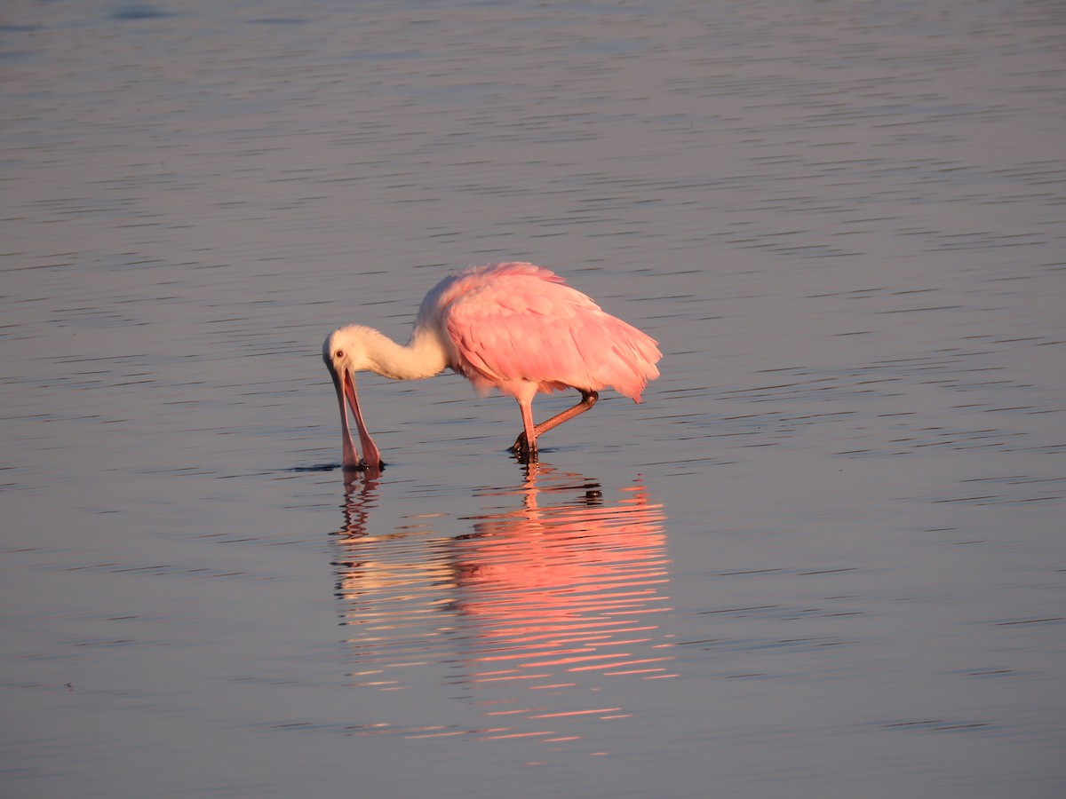 Roseate Spoonbill - ML615444852