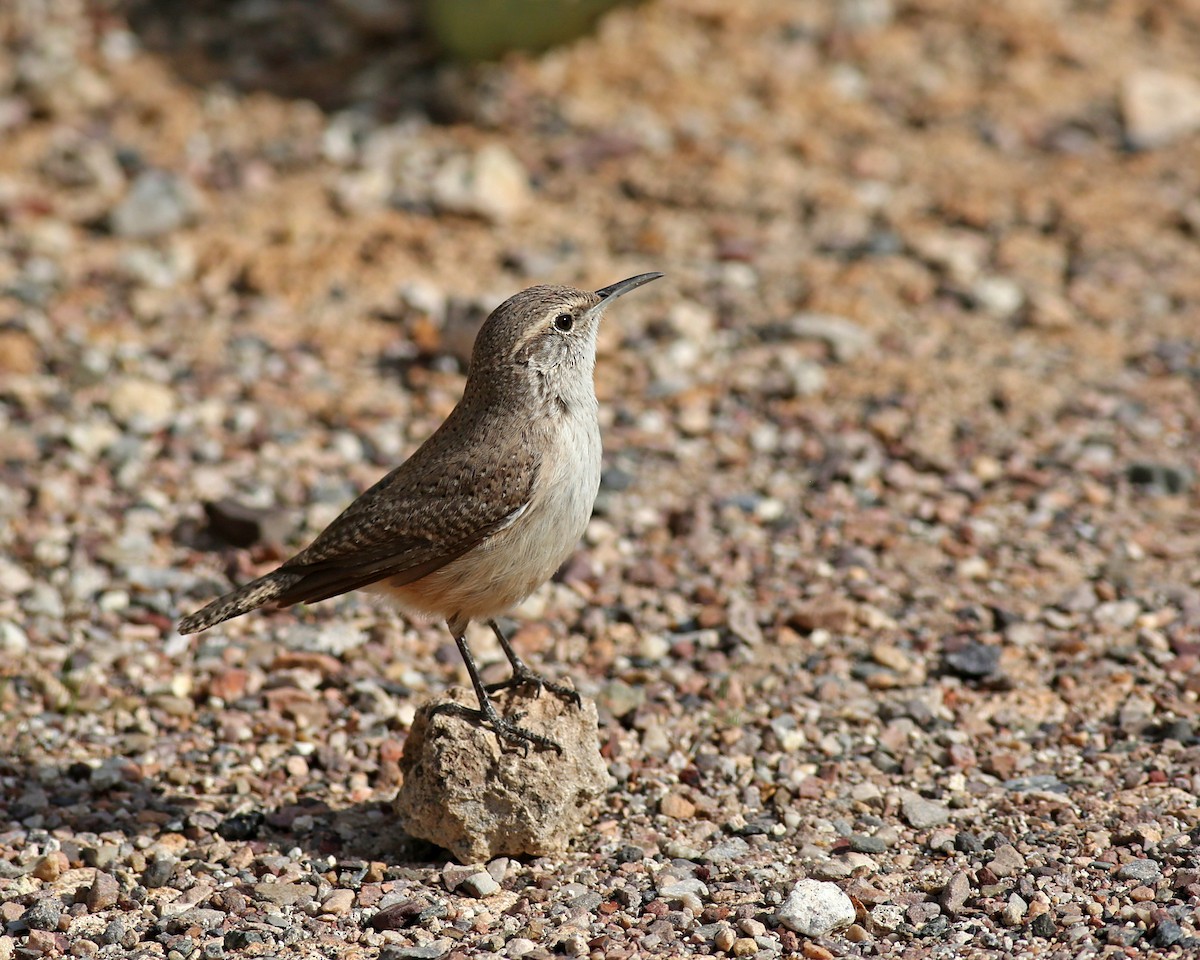 Rock Wren - Marceline VandeWater