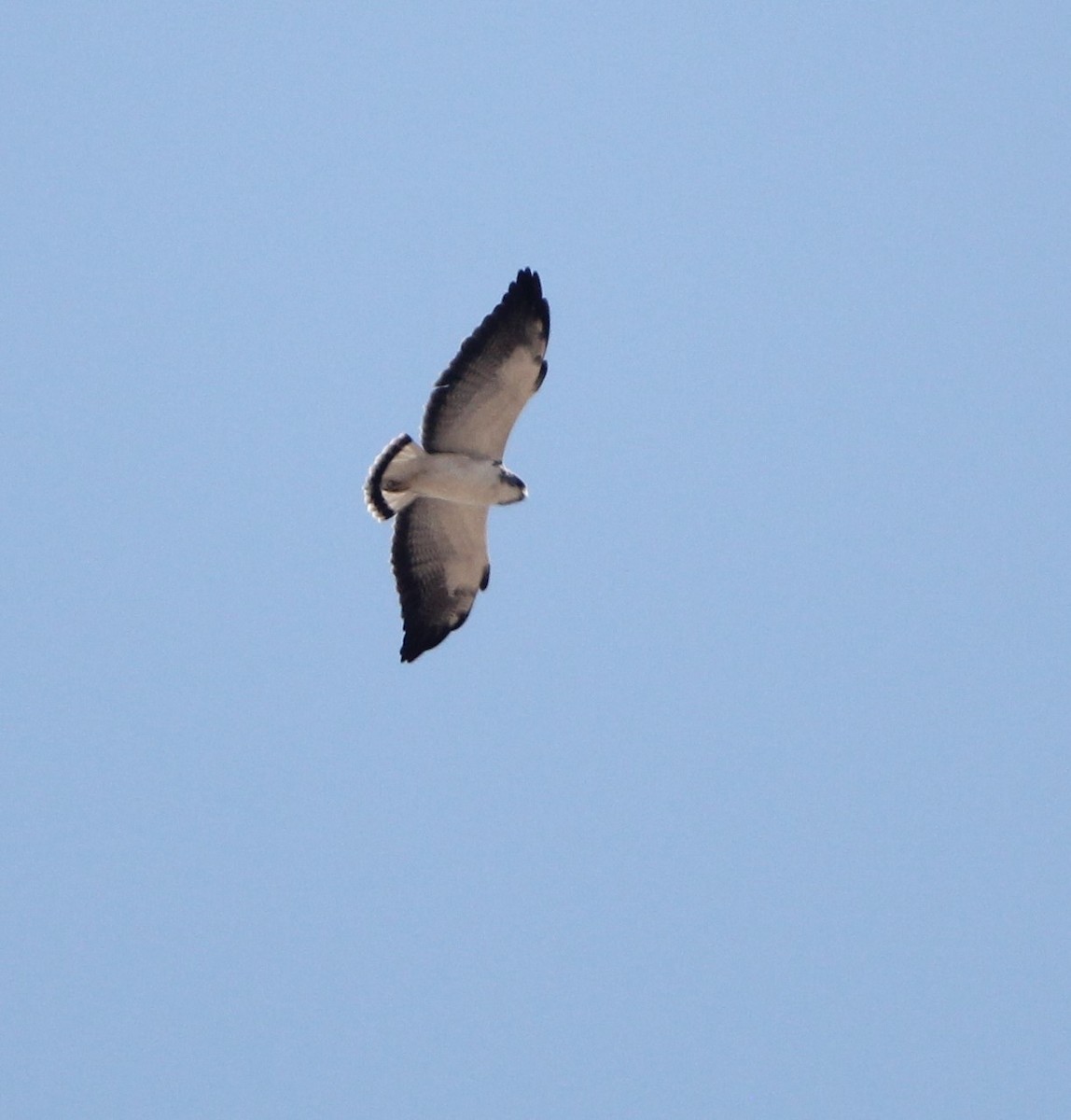 White-tailed Hawk - ML615444950