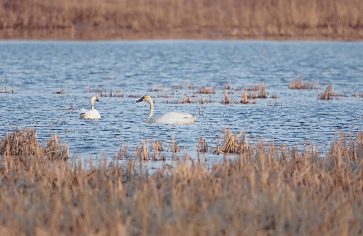 Trumpeter Swan - ML615444956