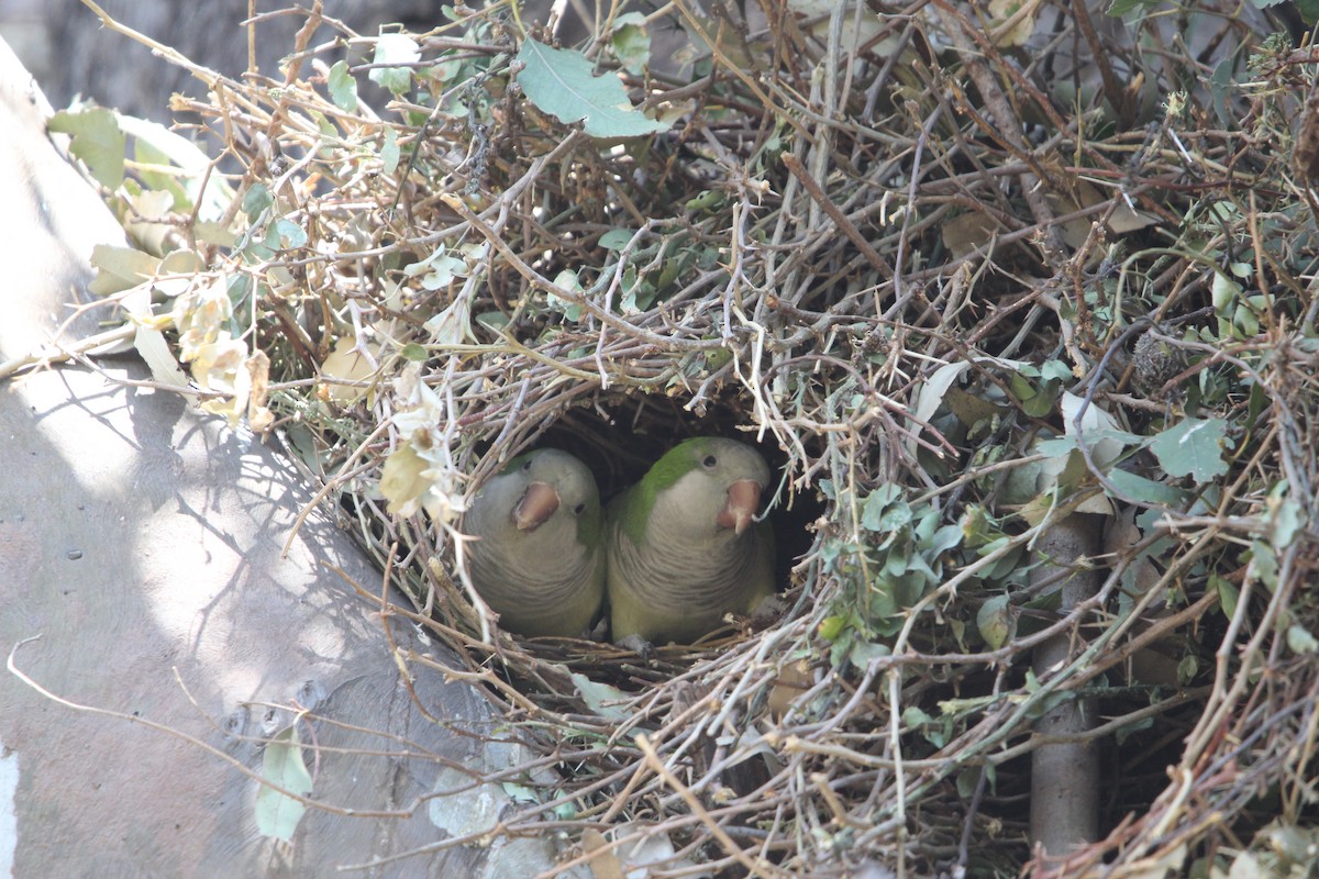 Monk Parakeet - ML615444969