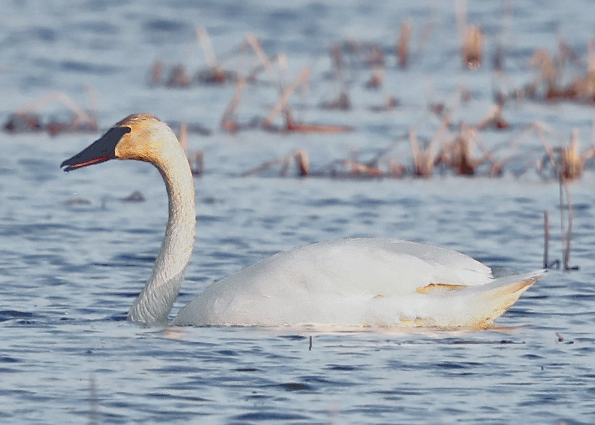 Trumpeter Swan - Sparrow Claw