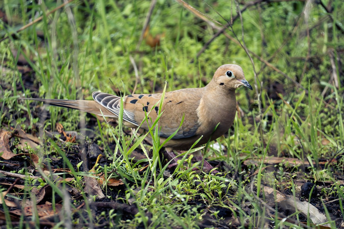 Mourning Dove - Richie Frerking