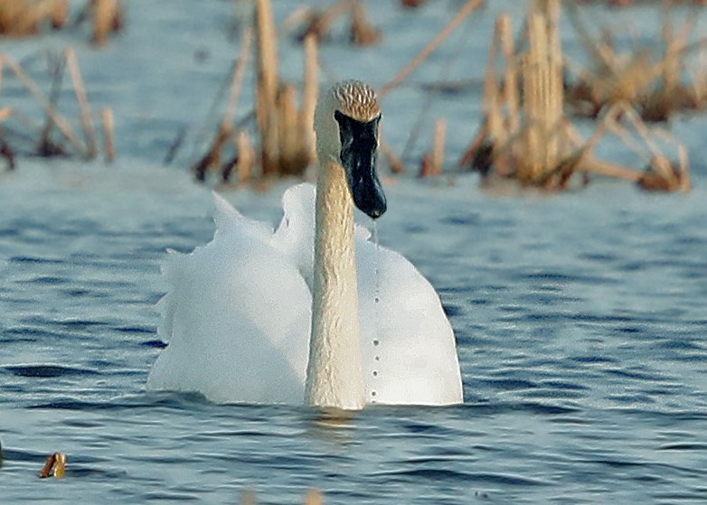 Trumpeter Swan - Sparrow Claw