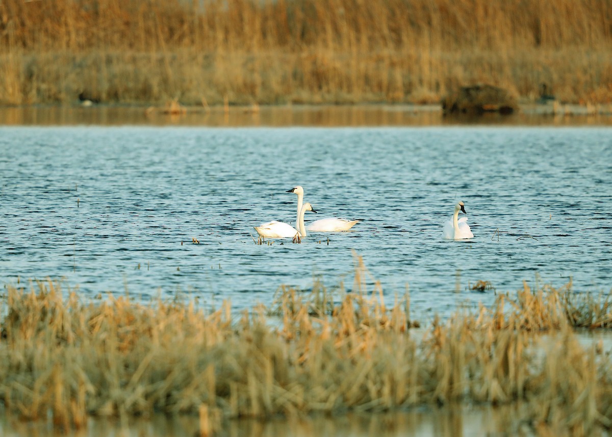 Tundra Swan - ML615445030