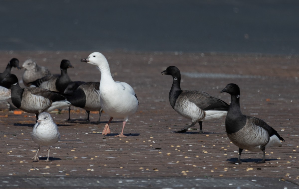 Snow Goose x Brant (hybrid) - ML615445045