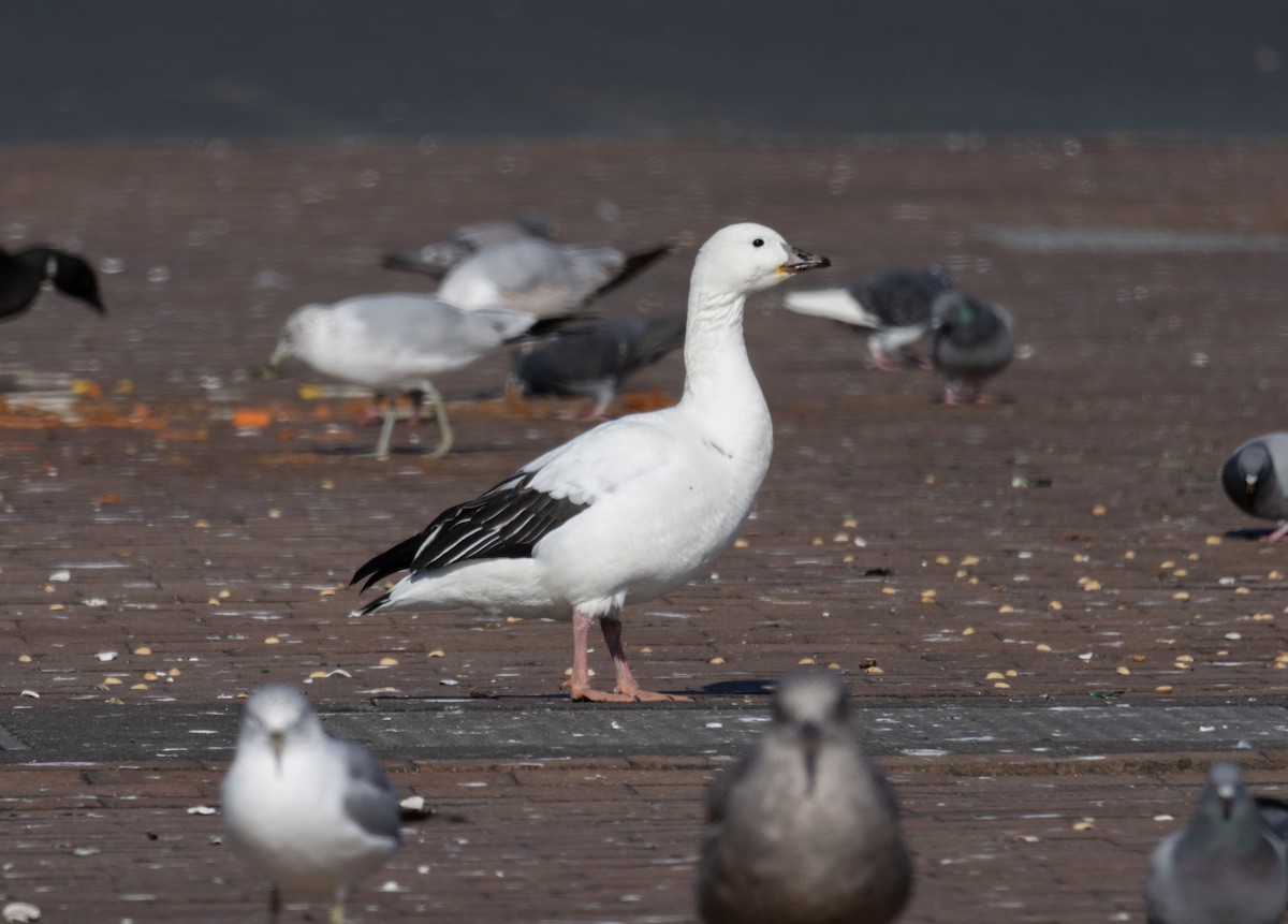 Snow Goose x Brant (hybrid) - MCHL ____