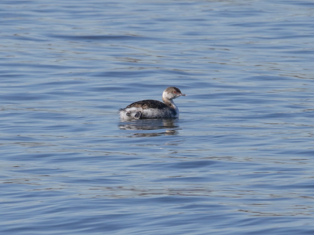 Horned Grebe - ML615445051