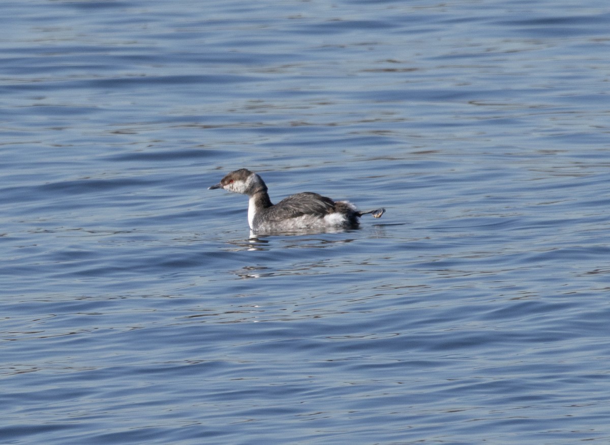 Horned Grebe - ML615445052