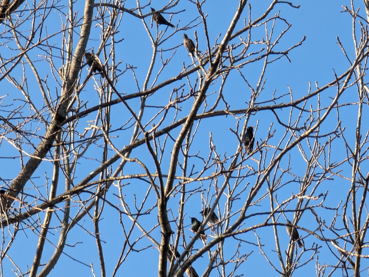 Rusty Blackbird - ML615445059