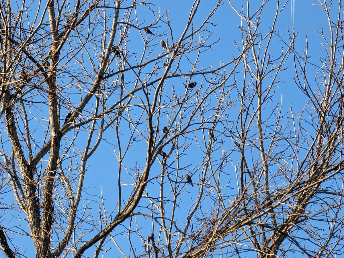 Rusty Blackbird - ML615445060