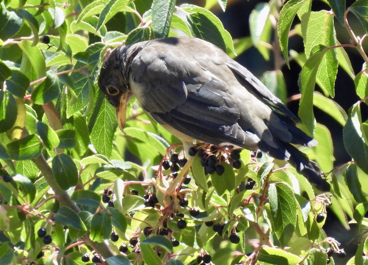 Austral Thrush - ML615445099