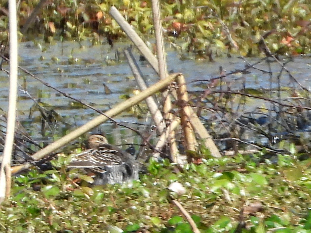 Wilson's Snipe - ML615445128